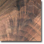 Walnut Crotch, European